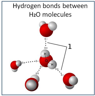 Water, The Cradle of Life via its Coherent Quantum Frequencies – Water