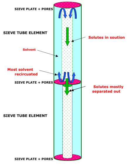 Annulus and Core flow in two consecutive sieve-tube elements.