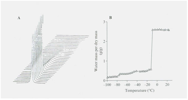 Figure 1: (A) (B) NMR proton spectra as a function of temperature for adult baboon’s TMJ joint disc. Proton spectra were recorded using a 300 MHz spectrometer and were measured over a temperature range of +20˚ to -98˚C. Above 0˚C, the peak consists of a single Lorientation component with a little shoulder on the upfield side of the spectrum. The proton signal shows a reduction upon freezing at -12˚C. The stepwise reduction in amount of water signal in each hydration fraction is summarized in Figure 2.