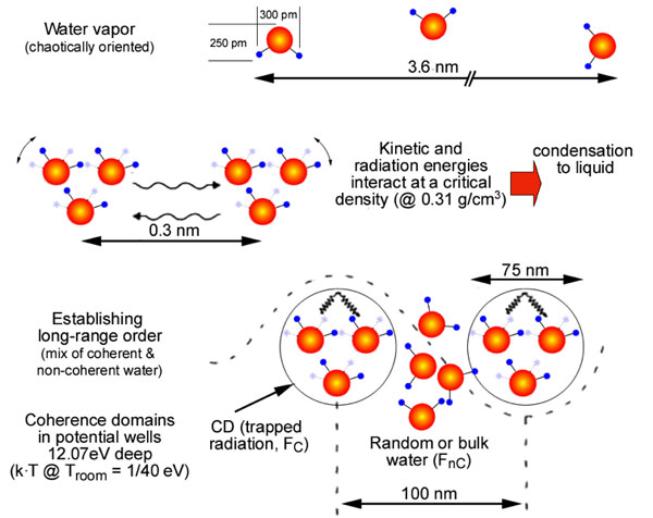 functional role of quantum coherence in interfacial water