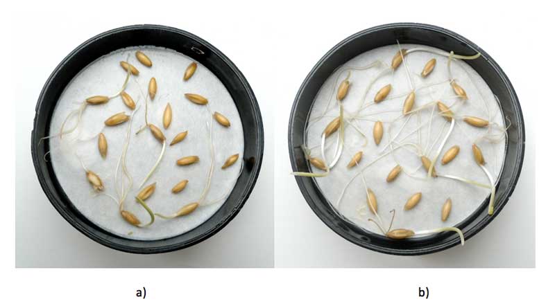 Figure 3: Sprouted oat seeds: a) controls, b) orgone-charged seeds.