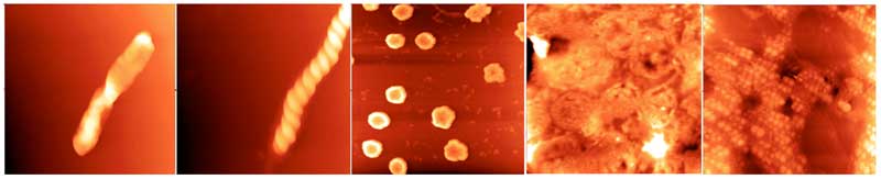 Figure 1: Different forms of supramolecular water clusters imaged with AFM; all fields are 5 microns square (rearranged from Lo A et al., 2012).