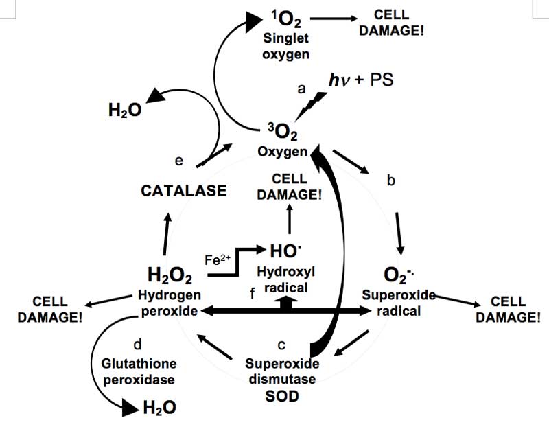 Figure 1: Simplified diagram of ROS production and scavenging: a, Triplet ground-state oxygen 3O2 is photo-sensitised (hv + PS) to highly reactive singlet oxygen 1O2; b, oxygen converted to superoxide radicals; c, SOD converts superoxide radicals to hydrogen peroxide and oxygen; d, glutathione peroxidase converts hydrogen peroxide to water; e, catalase converts hydrogen peroxide to water and oxygen; f, routes for the production of hydroxyl radicals - hydrogen peroxide can react with ferrous ions and superoxide.