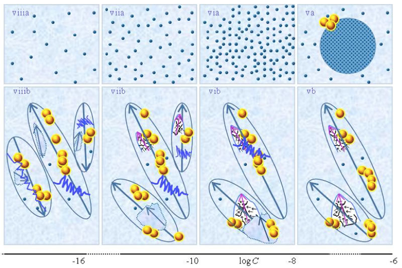 Figure 1: This figure presents a schematic picture of serial diluted strong electrolyte solutions. The series in Figures 1(a) and (b) pertain to solutions which, respectively, were not vigorously shaken and those which were vigorously shaken after each dilutions step. Tiny blue balls represent randomly moving ~10-9 m solvated ions. Yellow-brown balls and their agglomerates represent, respectively, ~10-7 m and supra-. Figures ia and iia illustrate that on dilution the diameter of CDplasma (symbolized with purple-blue colored balls) increases and the fraction of randomly moving solvated solutes diminishes. Figures iia and iiia illustrate the transformation of CDplasma into IPDplasma at C=≈10-4 M. Note that the diameter of IPDplasma is that of CDplasma at C=. Figures iiia-va illustrate that on dilution the diameter of IPDplasma does not change, but the number of IPDplasma diminishes. Figures via-viiia illustrate that below a certain concentration there are insufficient solutes to form IPDplasma. The concentrations below which no IPDplasma form has yet not been theoretically derived. Figures via-viiia illustrate that whenever there are too few ions to form IPDplasma, the solution has the characteristics predicted by the customary models, i.e., all solvated electrolytes move randomly and their number diminishes on dilution. In the Figure 1b series, the blue zigzag curves symbolize shaken excites or cracks domains. Figures ib and iib illustrate that excitations or cracking does not significantly alter the internal structure of CDplasma, which just as in Figure 1a series are represented with purple-blue colored balls. Figures iib and iiib illustrate the transition from CDplasma to IPDplasma, with the latter pictured as blue-crystalline balls just as in the (a) series. Figures iiib and ivb illustrate that shaking excites or breaks up IPDplasma. The excited or broken IPDplasma pieces, which in the text we denoted electric dipole aggregate (EDAIPDplasma), are pictured as irregular shaped aggregates in (ivb). The aligned black arrows orderings in EDAIPDplasma symbolize these domains’ distorted ferroelectric H2O orderings. The purple arrows in the EDAIPDplasma symbolizes these domains’ dipole moments. Figures ivb and vb illustrate that on diluting below a critical concentration CDrot get stabilized by EDAIPDplasma, i.e., the irregular shaped EDAIPDplasma are located within the elongated ovals representing CDrot. The mechanism underlying stabilization of CDrot by EDAIPDplasma is explained in the text. The dark blue arrows symbolize the dipole moment of CDrot. Figure vib shows that vigorous shaking excites or breaks up CDrot. The excited or broken CDrot pieces, which in the text we denoted electric dipole aggregate (EDACDrot), are outlined with an irregular shaped broken line, e.g., the chunk located at the bottom of the CDrot to the left in Figure vib. Figures vib-viib show that at certain concentrations both EDAIPDplasma and EDACDrot are present within CDrot, though the sizes of EDAIPDplasma diminish with concentration. Figures viiib shows that on diluting further, no EDAIPDplasma persist, i.e., there are too few solute particles to sustain EDAIPDplasma. At these concentrations, vigorous shaking just breaks up CDrot and creates new EDACDrot. These in turn stabilize new CDrot, as pictured in Figure viiib. Figures vb-viib illustrate that CDrot may align with their dipole moments parallel. Figure viiib illustrates that at certain concentrations their dipoles may be aligned anti-parallel. Note that the sizes of the various domains, their broken pieces and the sizes of the solvated solutes with their hydration shells are not presented according to their realistic scale ratios.
