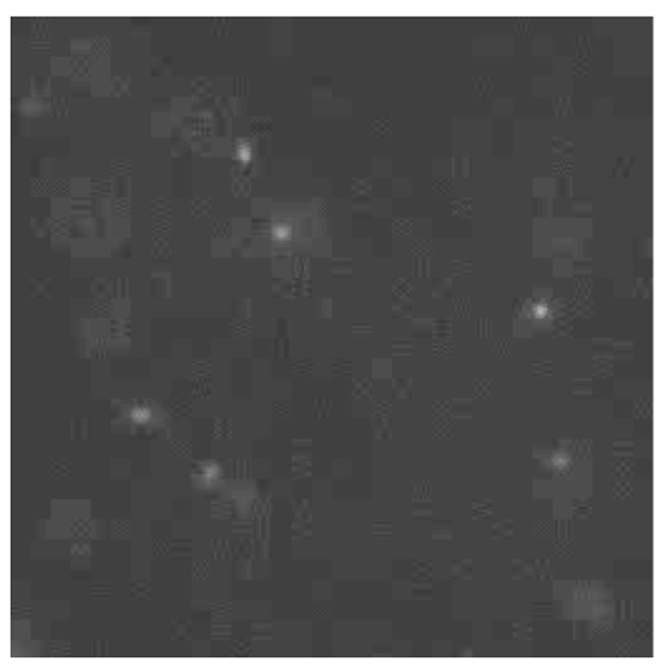 Figure 5b: Fluorescent microscope picture of the control: polystyrene spheres dispersed in Milli-Q water. 1 μm = 8.26 pixels.