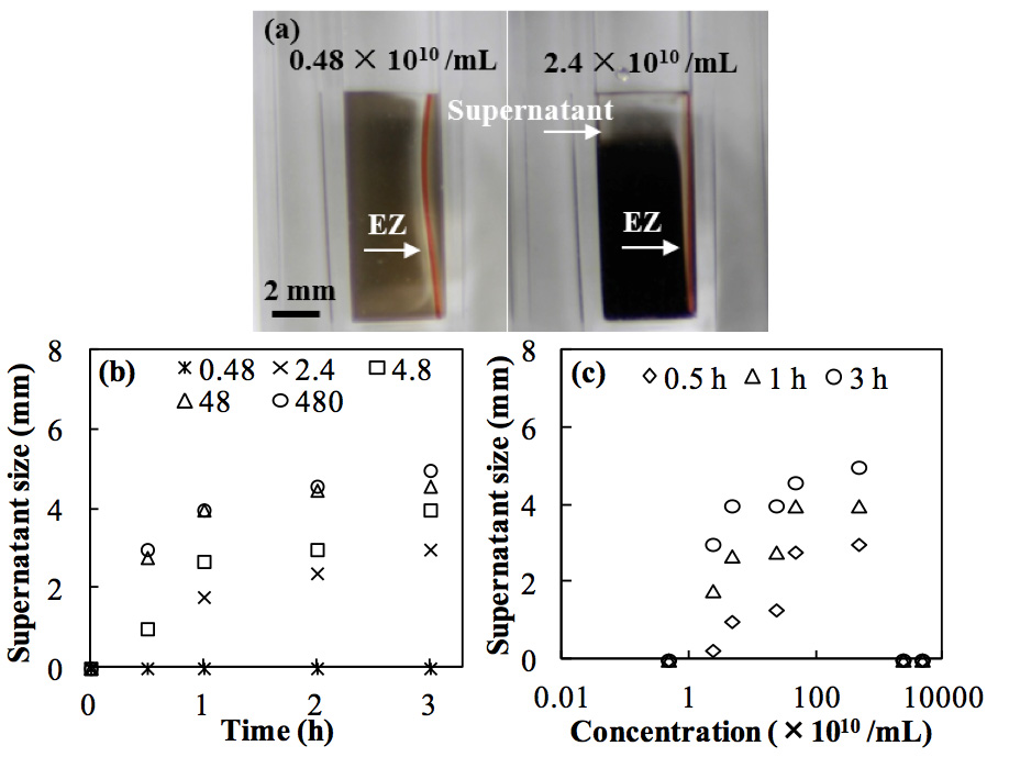Figure 4: Effect of carbon black concentrations on the development of phase separation (measured as supernatant size) caused by Nafion. (a) Supernatant sizes at low (left) and high (right) concentrations at 1 h. (b) Growth of supernatant size at various concentrations (×1010 /mL) up to 3 h. (c) Supernatant sizes at various times at concentrations of 4.8 × 109 to 4.8 × 1013 /mL.