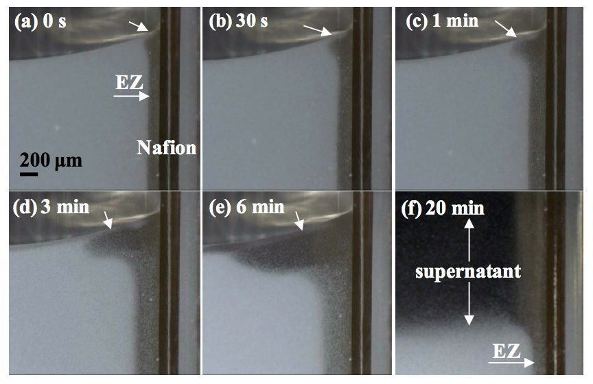Figure 6: Time course of EZ formation and phase separation in the presence of Nafion in a 2.62-µm polystyrene microsphere suspension (8.4 × 107 /mL).