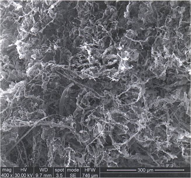 Figure 3. SEM image of R<sub>INW</sub>. This figure shows the solid material left over after lyophilization of INW.
