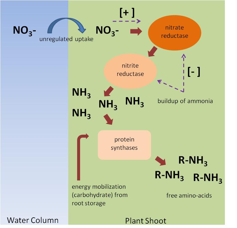 Figure 1. Conceptual model of nitrate overload hypothesis.  Uptake of nitrate is unregulated at the cellular level and presence of nitrate induces nitrate reduction to ammonia. Buildup of ammonia should be a negative feedback[-] for nitrate reduction enzymes; however this process appears not to function in some species. Ammonia can be toxic to plants and therefore is alleviated via amino acid and consequent  protein synthesis, which requires energetic inputs from plant carbohydrate stores. Buildup of free amino acids and depletion of root carbohydrate stores are potential diagnostics of nitrate overload in SAV.