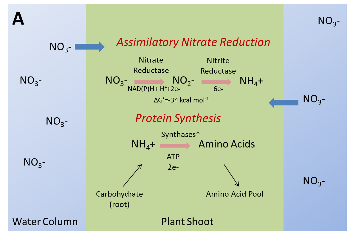 Figure 2. Assimilatory nitrate reduction in [A] SAV shoot and [B] cyanobacterial cell. Note cyanobacteria cannot utilize NAD(P)H as an electron donor in the reduction of nitrate to nitrite and thus rely solely upon ferrodoxin. Also note a slight energetic advantage [ΔG’] exists for cyanobacteria in the reduction of nitrate to nitrite.