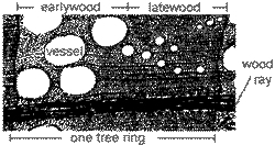 transverse view of an angiosperm tree ring